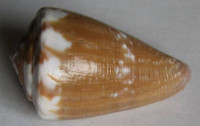 Conus rattus, Hwass in Bruguière, 1792